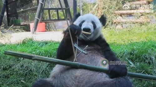 熊猫yy最新爆料视频,最新爆料视频内容大起底  第3张
