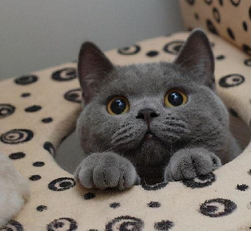 蓝猫娱乐圈吃瓜,揭秘明星幕后吃瓜大揭秘 第1张 蓝猫娱乐圈吃瓜,揭秘明星幕后吃瓜大揭秘 第1张