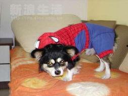 狗日子在线观看,在线观看，温情满满的家庭生活记录  第1张