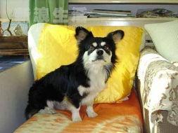 狗日子在线观看,在线观看，温情满满的家庭生活记录  第2张